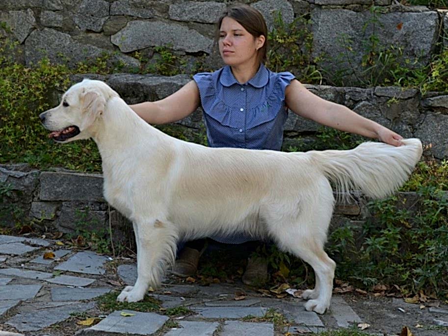 Кибеллайн Ци Витал Энерджи